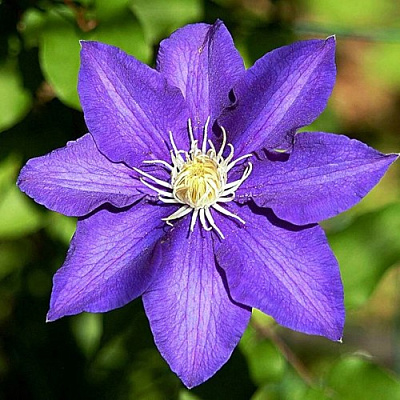 Клематис ЗЕ ПРЕЗИДЕНТ в Гродно