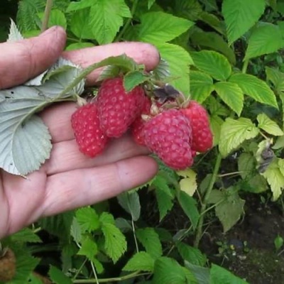 Малина КОРПИКО в Гродно