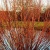 Ива ВИТЕЛЛИНА белая  в Гродно