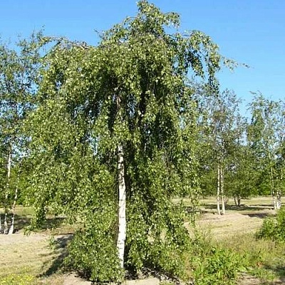 Береза ПОВИСЛАЯ в Гродно