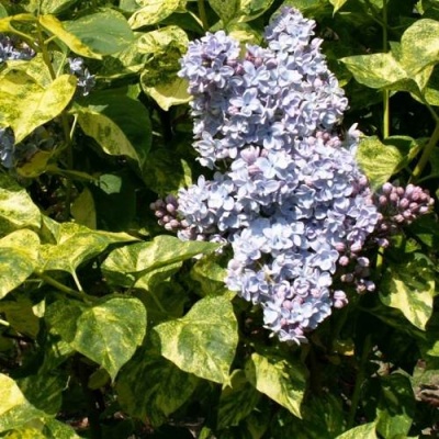 Сирень АУКУБАФОЛИЯ в Гродно