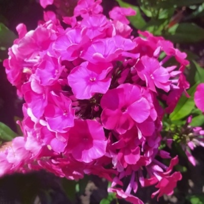 Флокс БАМБИНИ ДИЗАЙР метельчатый в Гродно