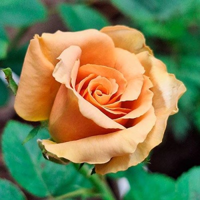 Роза ТОФФИ чайно-гибридная  в Гродно