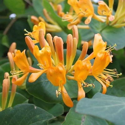 Жимолость ТЕЛЬМАНА в Гродно