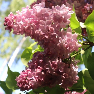 Сирень МЕДОВЫЙ СПАС в Гродно