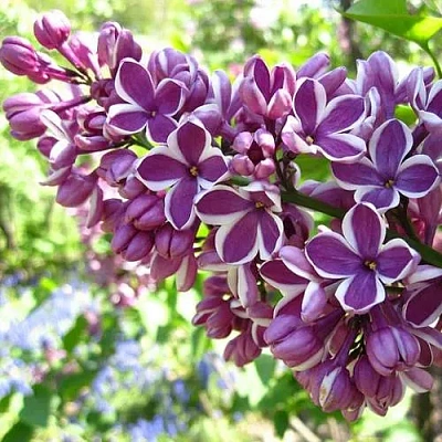 Сирень СЕНСАЦИЯ (привитая) в Гродно