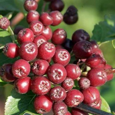 Рябина БУРКА сладкоплодная в Гродно