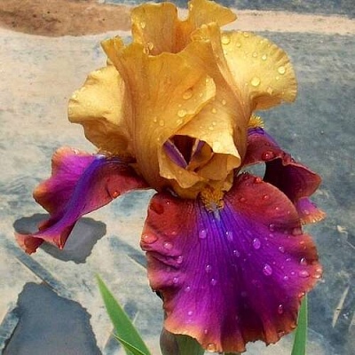 Ирис ГАЛА МАДРИД бородатый в Гродно