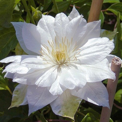 Клематис ДАЧЕСС ОФ ЭДИНБУРГ в Гродно