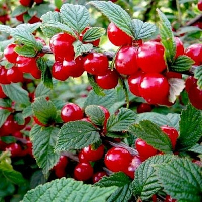 Вишня ВОСТОРГ войлочная в Гродно