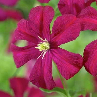 Клематис МАДАМ ДЖУЛИЯ КОРРЕВОН в Гродно