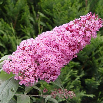 Буддлея давида ПИНК ДЕЛАЙТ в Гродно