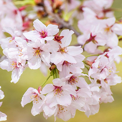 Сакура КОЙО НО МАЙ в Гродно