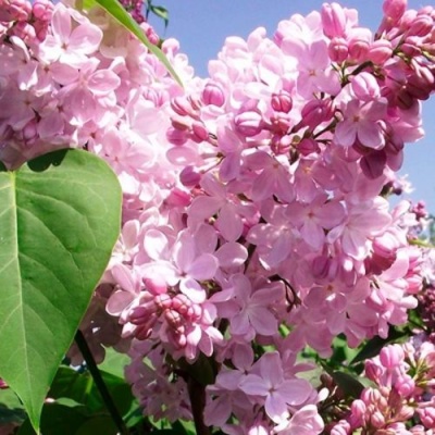 Сирень АДЕЛИНА в Гродно