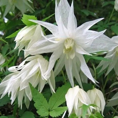 Княжик АЛЬБИНА ПЛЕНА белый махровый в Гродно