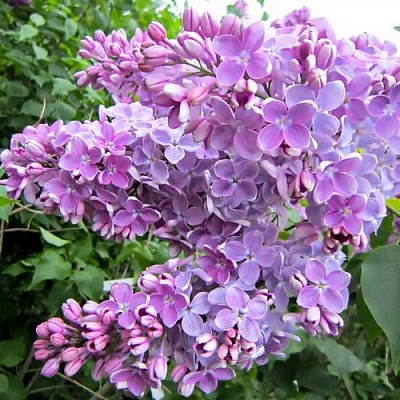 Сирень ОЛЯ в Гродно