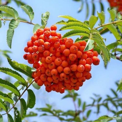 Рябина ВЕФЕД сладкоплодная в Гродно
