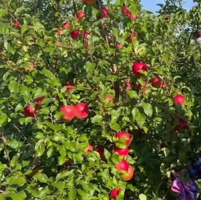Яблоня САКАВИТА в Гродно