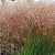 Щучка извилистая в Гродно