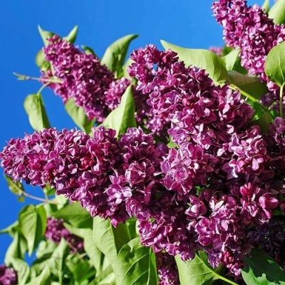 Сирень ЧАРЛЬЗ ДЖОЛИ в Гродно