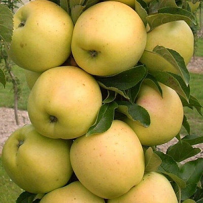 Яблоня колонновидная в Гродно