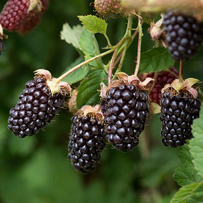 Ежемалина БОЙСЕНБЕРРИ в Гродно