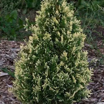 Туя БРАБАНТ ВАРИЕГАТТА западная в Гродно