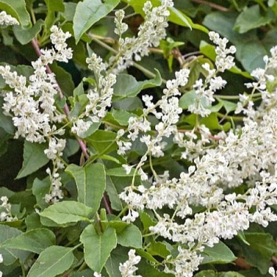 Фаллопия АУБЕРТА в Гродно