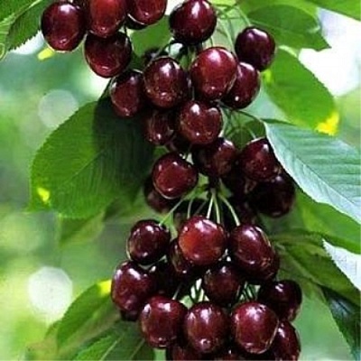 Черешня УДИВИТЕЛЬНАЯ в Гродно
