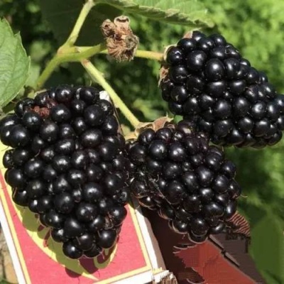Ежевика ПРАЙМ АРК 45 ремонтантная   в Гродно