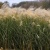 Мискантус ВАНИЛЛА СКАЙ китайский в Гродно
