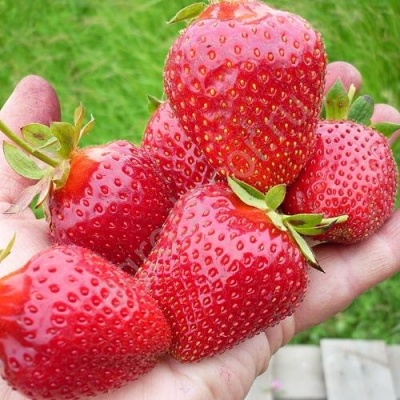 Клубника ЭЛИАНЕ в Гродно