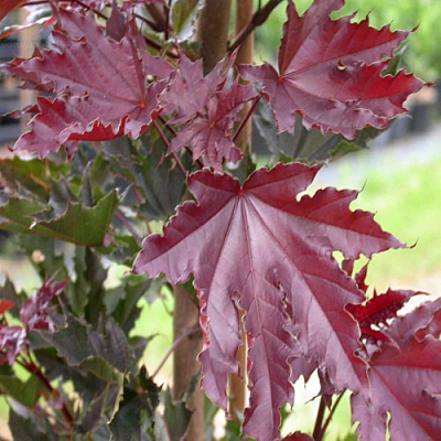 Клен КРИМСОН СЕНТРИ остролистный в Гродно