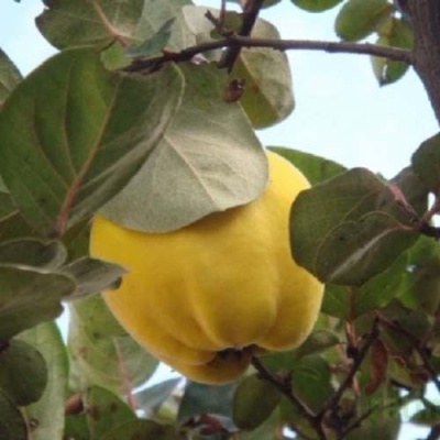 Айва АКАДЕМИЧЕСКАЯ в Гродно