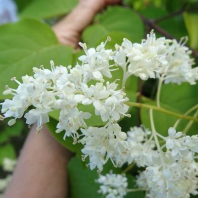 Сирень АМУРСКАЯ в Гродно