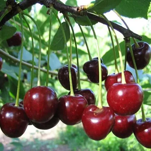 Вишня БЫСТРИНКА в Гродно