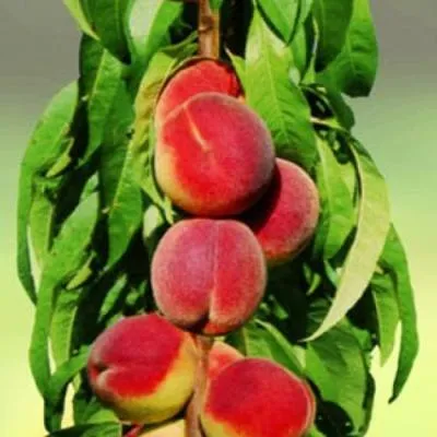 Персик колоновидный в Гродно