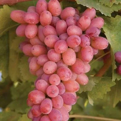 Розовый виноград в Гродно