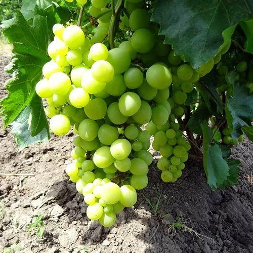 Виноград БОЯРИН в Гродно
