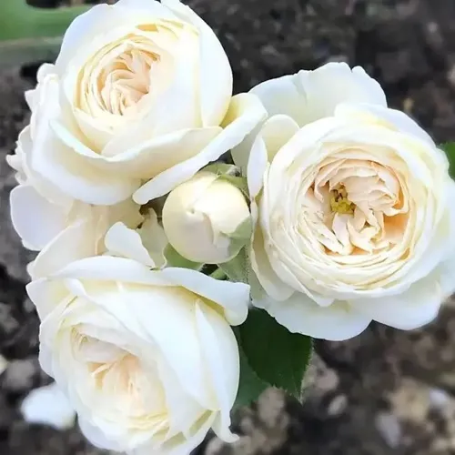 Роза АРТЕМИС шраб в Гродно