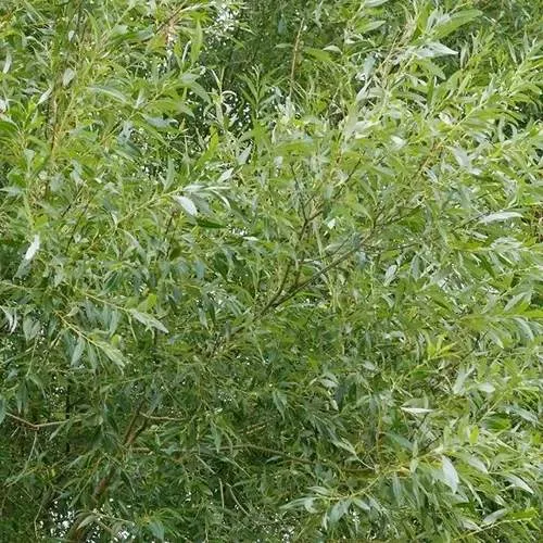 Ива ВИТЕЛЛИНА белая  в Гродно