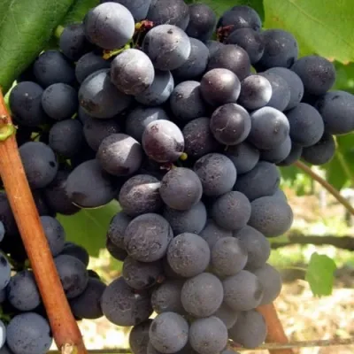 Волгоградский ранний – сорт винограда северного происхождения