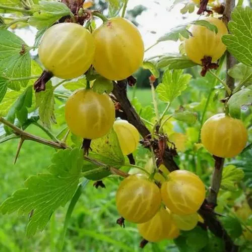 Крыжовник АЛТАЙСКИЙ в Гродно