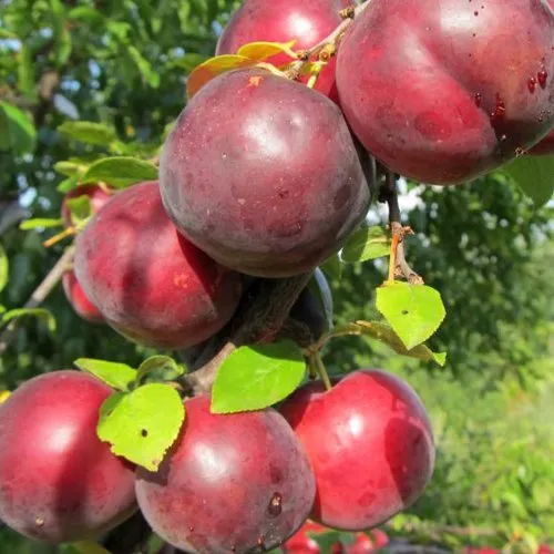 Слива ГЛОБУС в Гродно