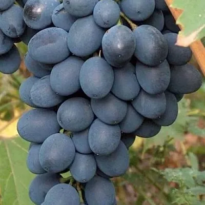 Купить винный сорт винограда - Саженцы технического сорта винограда вГродно, доставка по Беларуси
