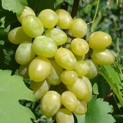 Виноград в Гродно