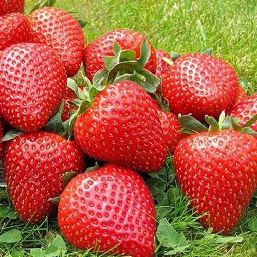 Клубника ЭЛИАНЕ в Гродно