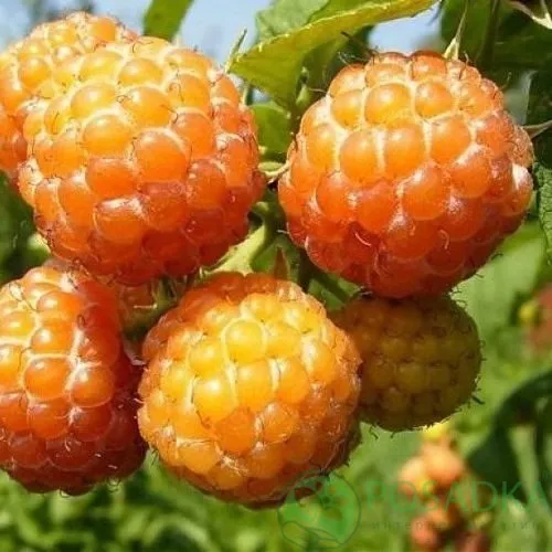 Малина КУМБЕРЛЕНД желтая в Гродно