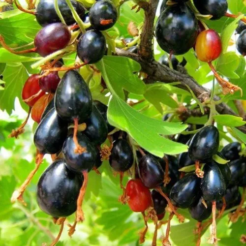 Смородина золотистая БОКАЛИНСКАЯ в Гродно