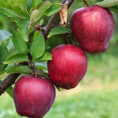 Купить яблоню обыкновенную - Саженцы яблонь в Гродно, доставка по Беларуси